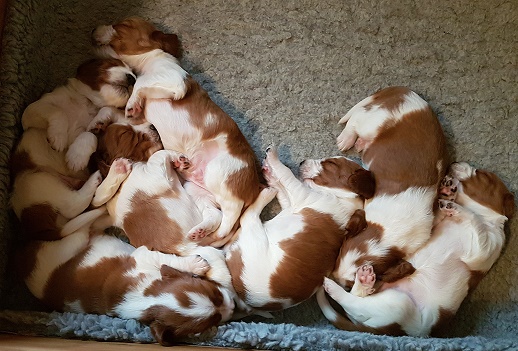 sleeping puppies